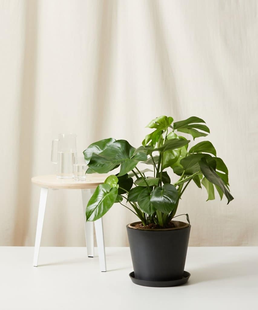 Bloomscape Large Monstera potted in Charcoal Ecopot.