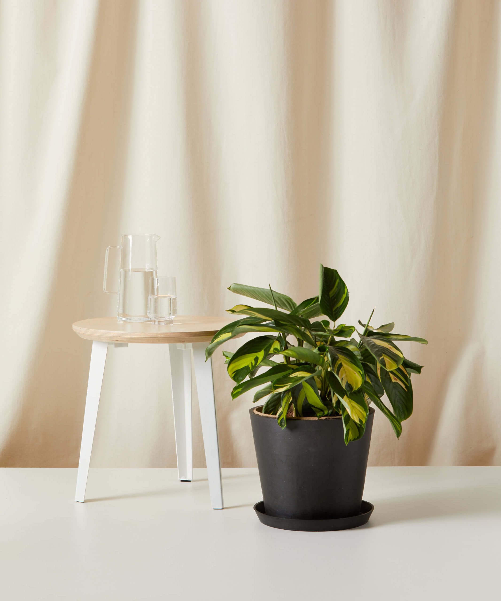 plant image