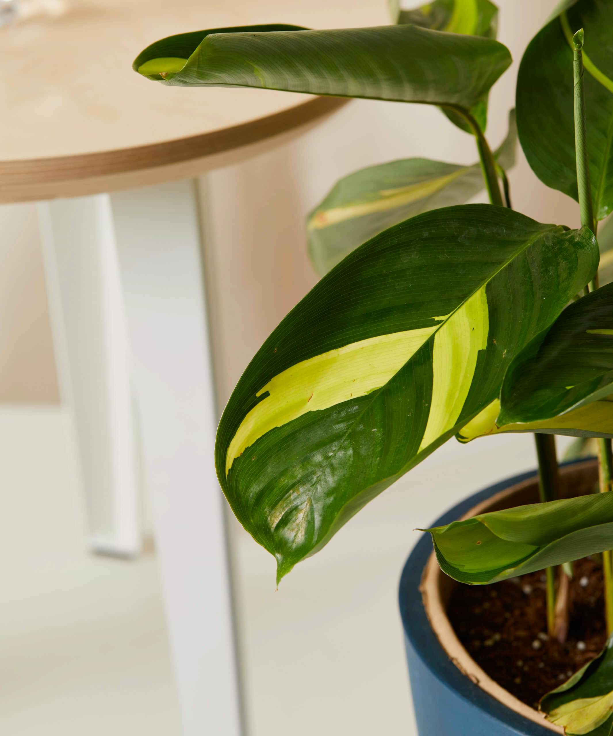 Ctenanthe Care