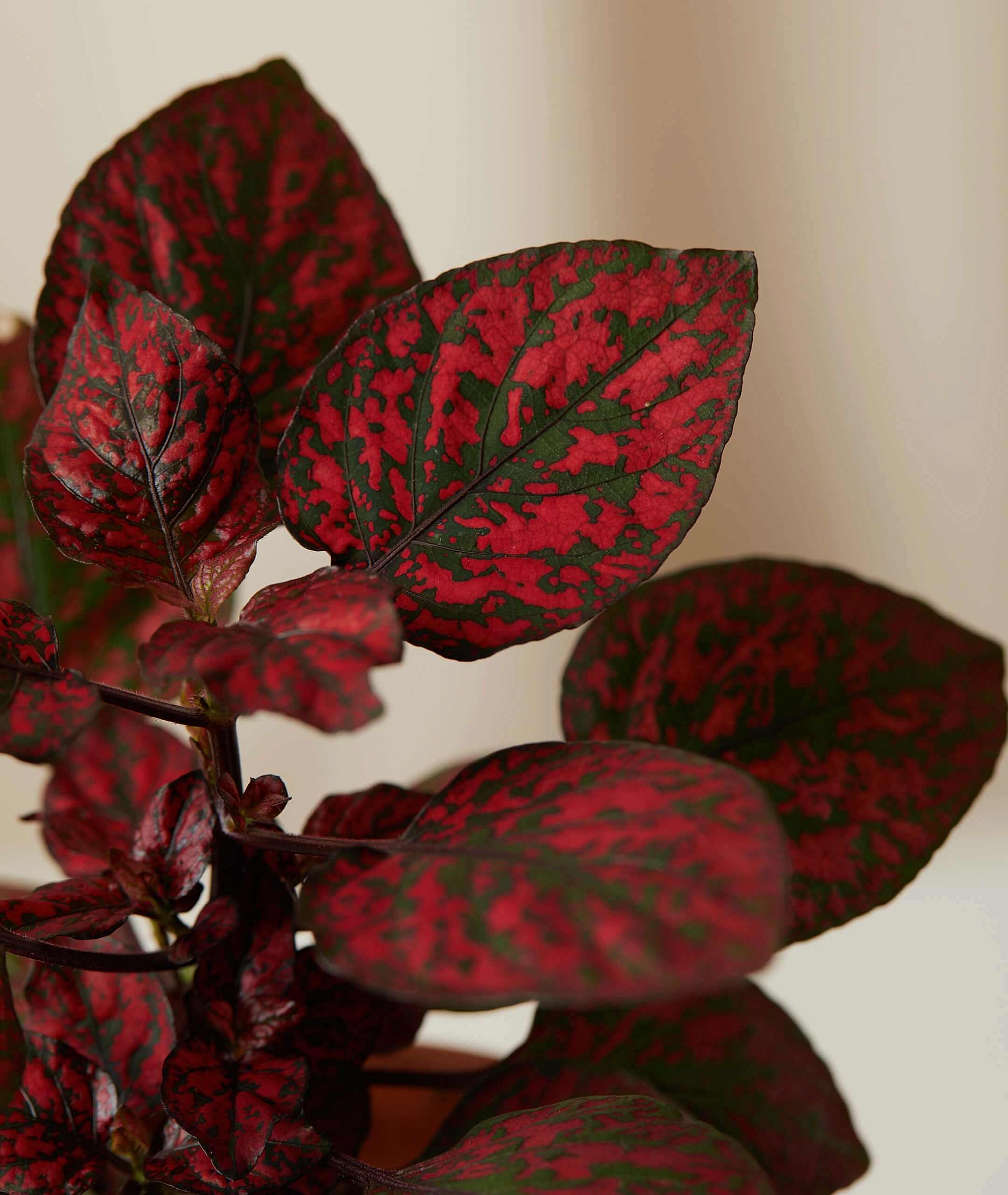 Hypoestes Care