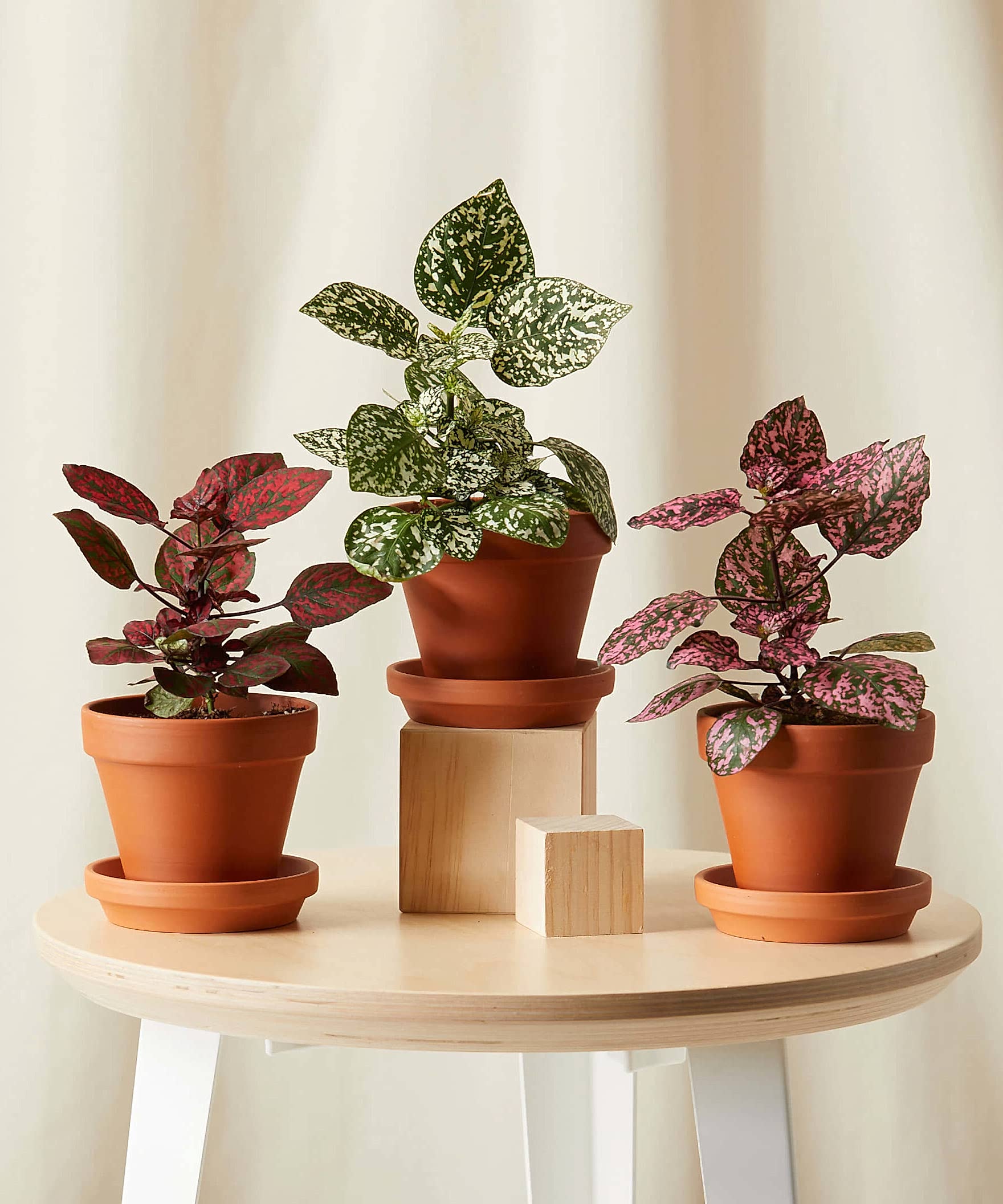 plant image