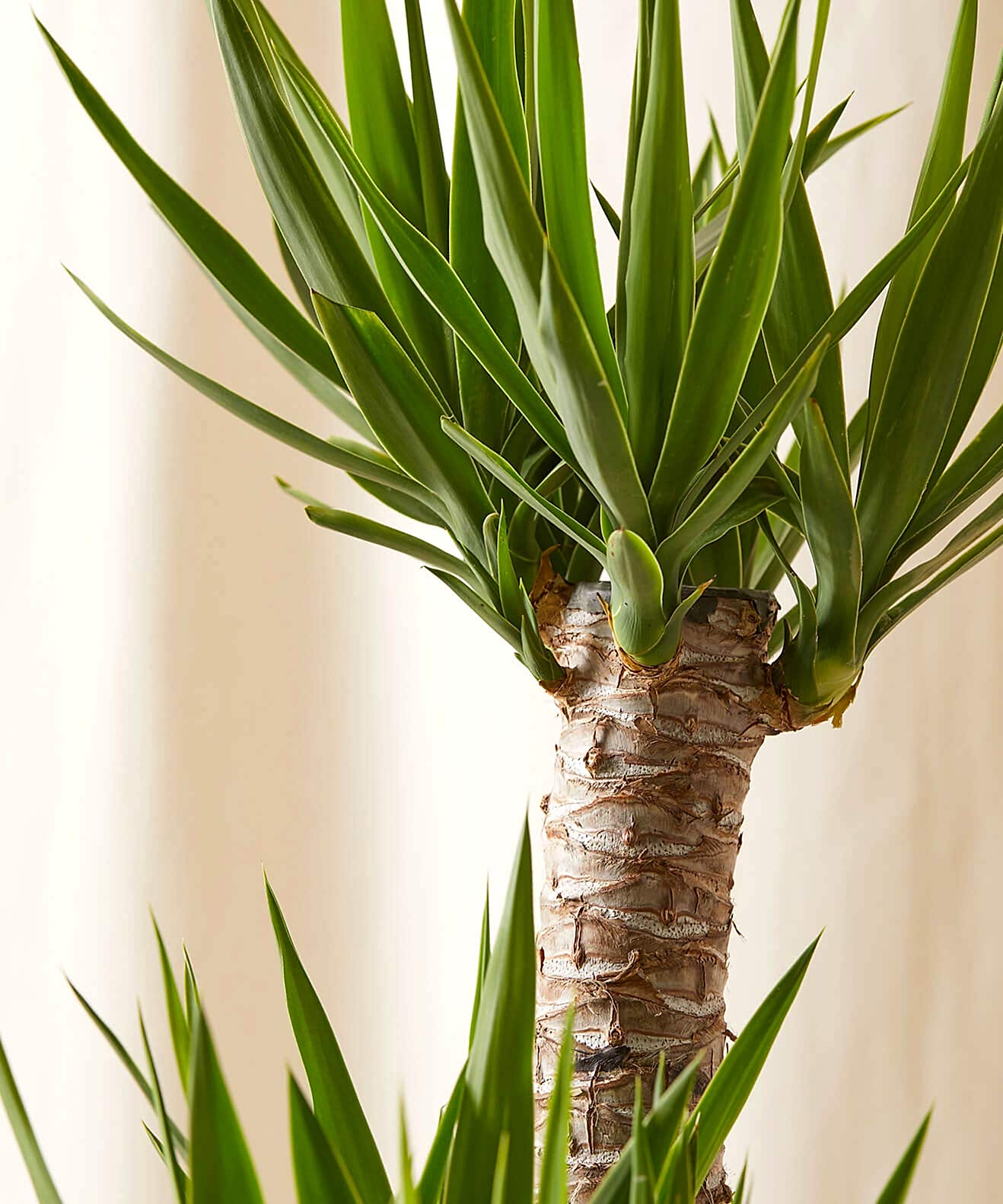 Yucca Cane Care