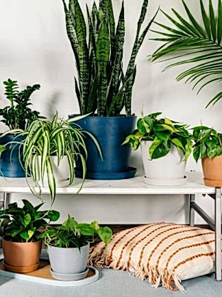 Shop Low Maintenance Favorites. Bloomscape plants arranged on a bench and tray next to a pillow