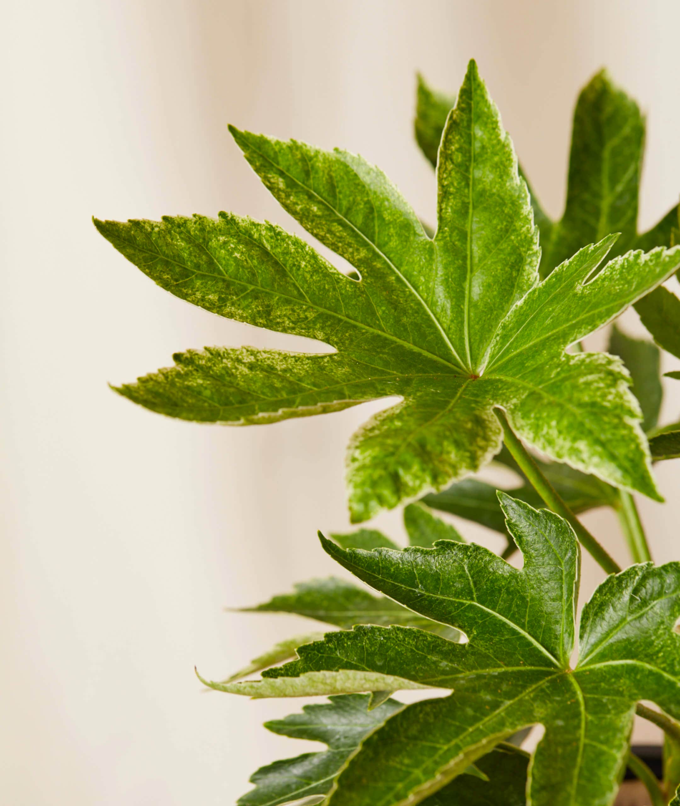 Fatsia Care