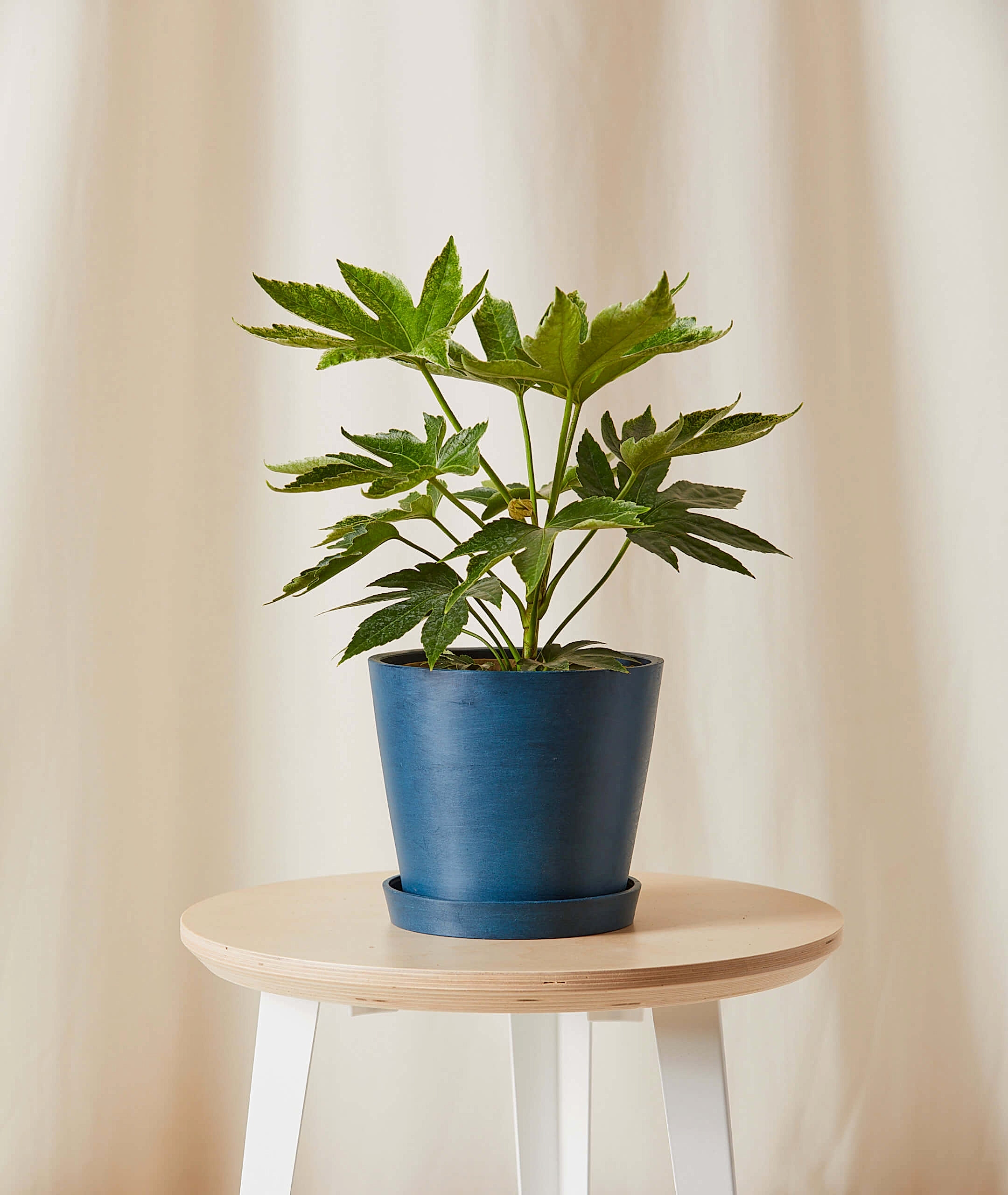 plant image