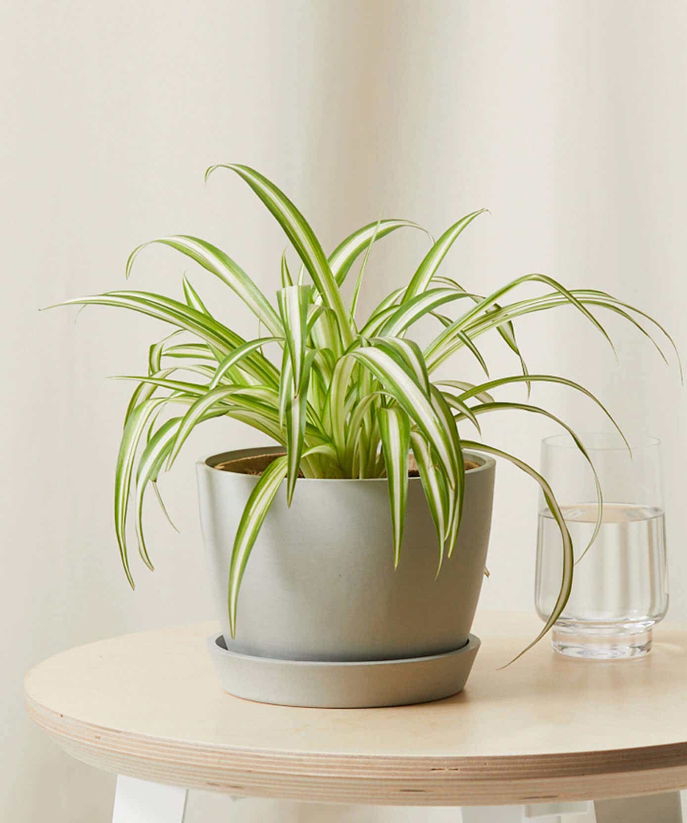 Spider Plant
