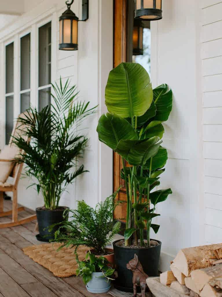 Shop large and extra large Bloomscape plants