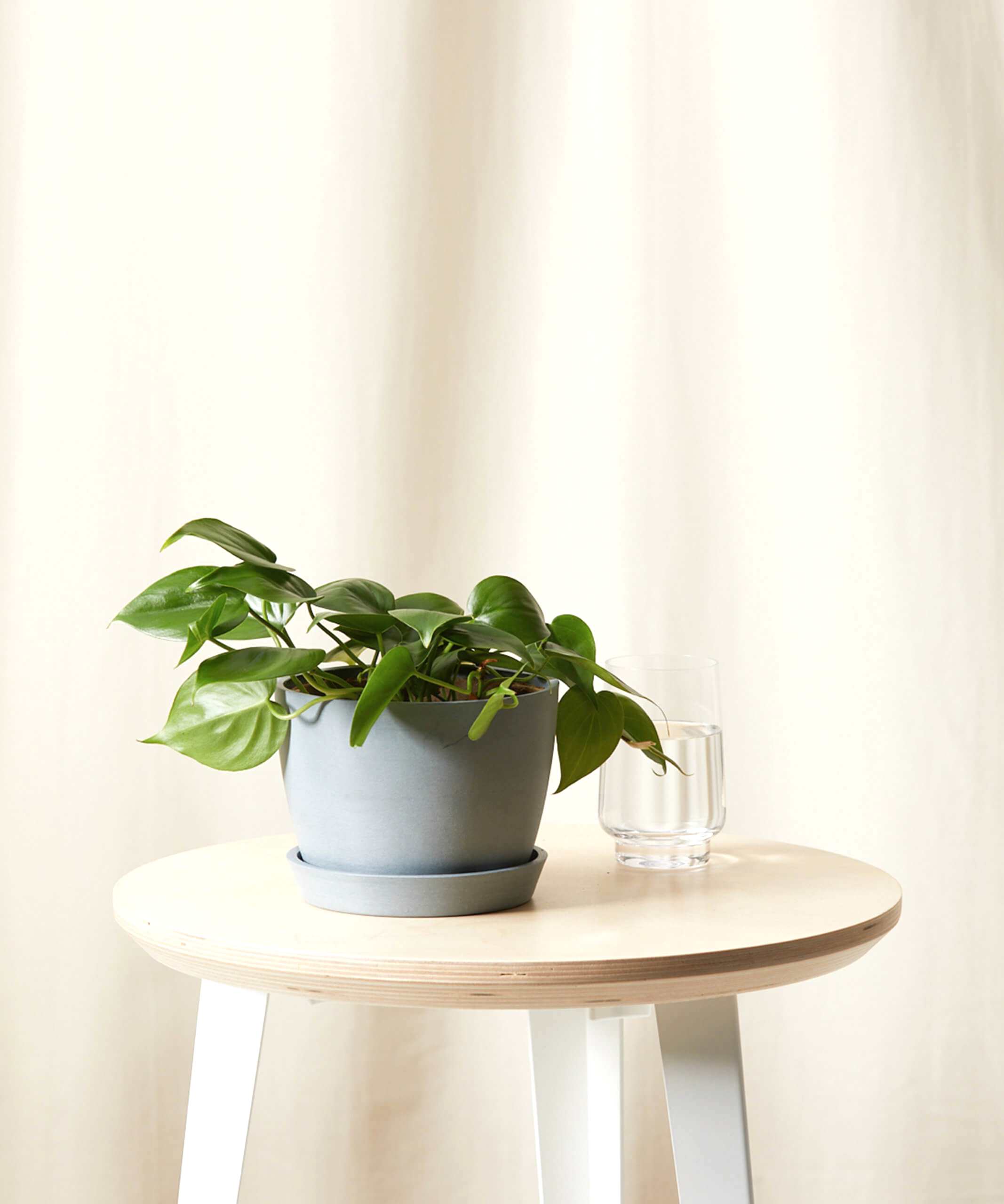 Philodendron Heartleaf