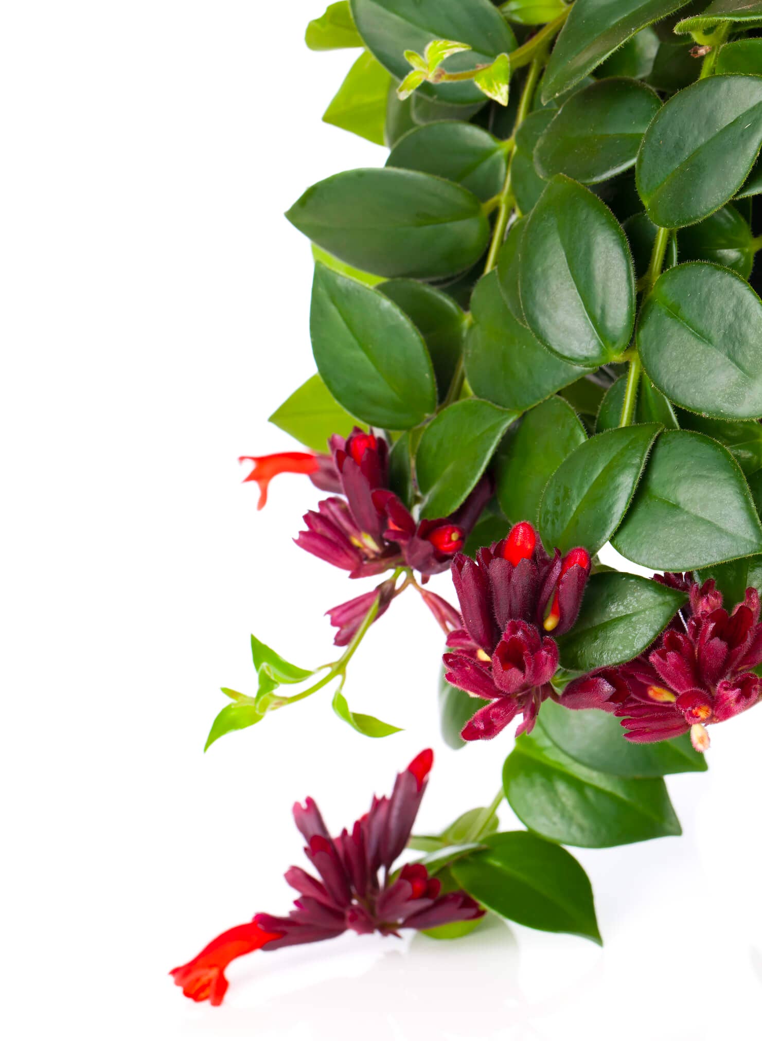 Lipstick Plant