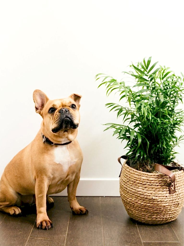 Shop Pet Friendly Picks. French Bulldog sitting next to Parlor Palm.