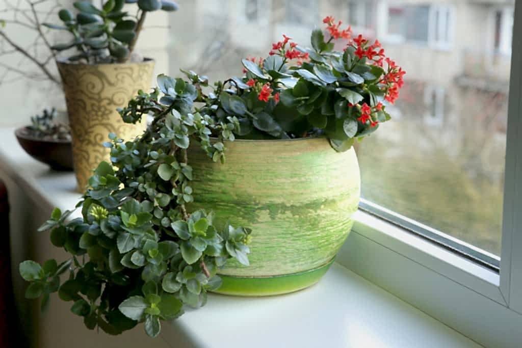 Flaming Katy plant on a windowsill