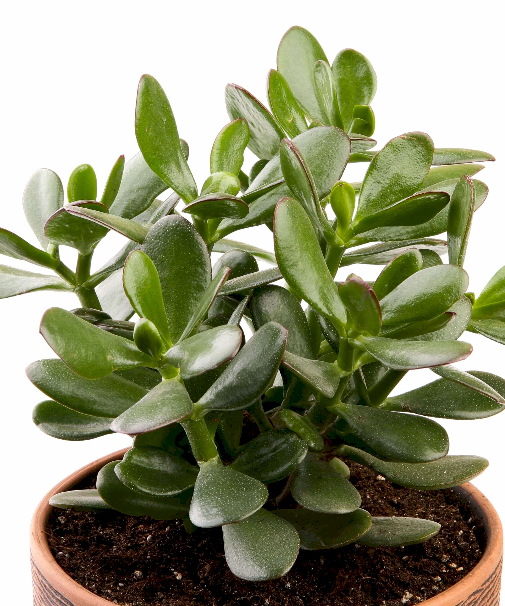 plant image