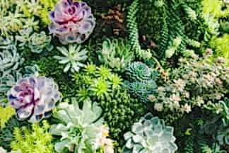 Detail of succulents
