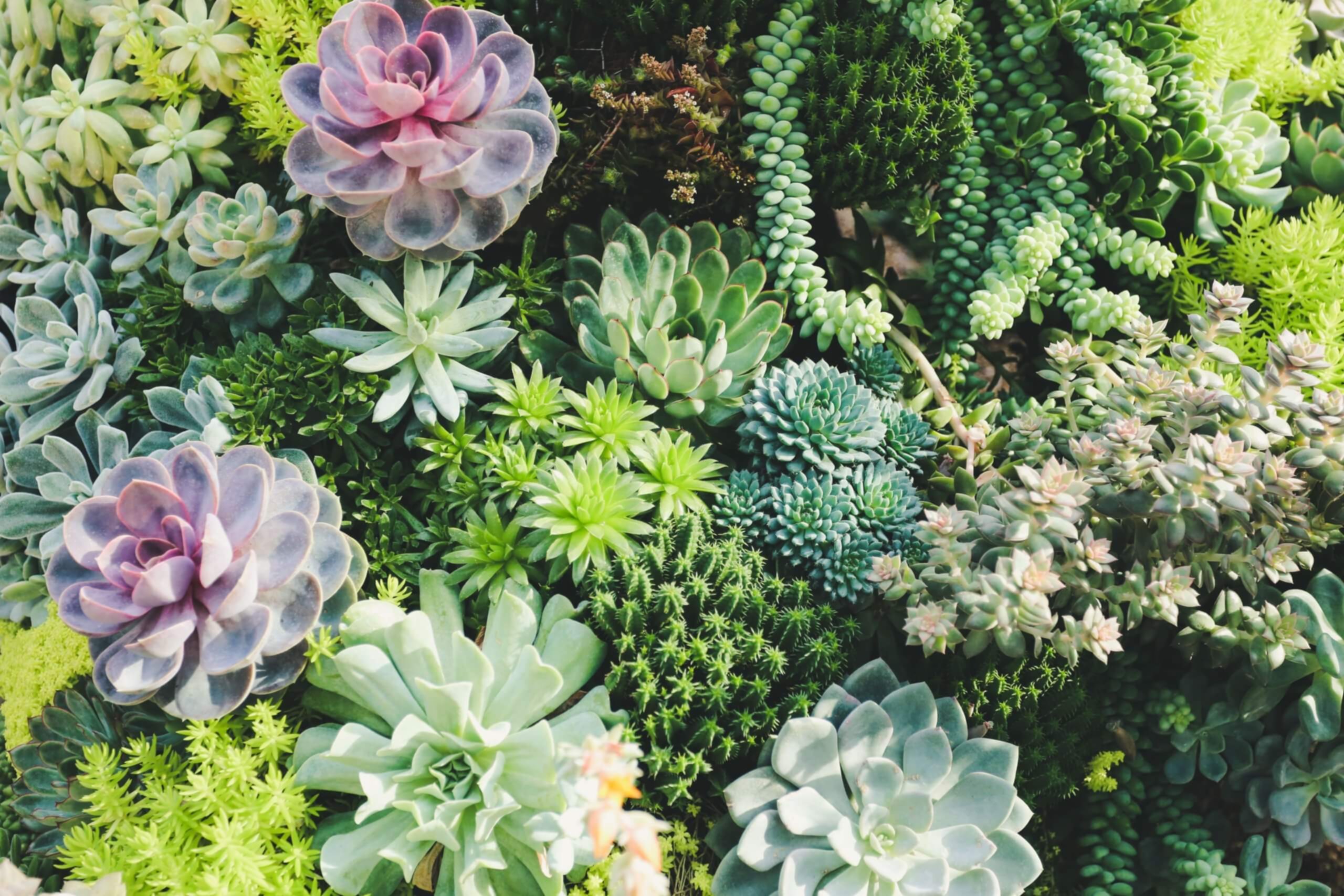 Detail of succulents