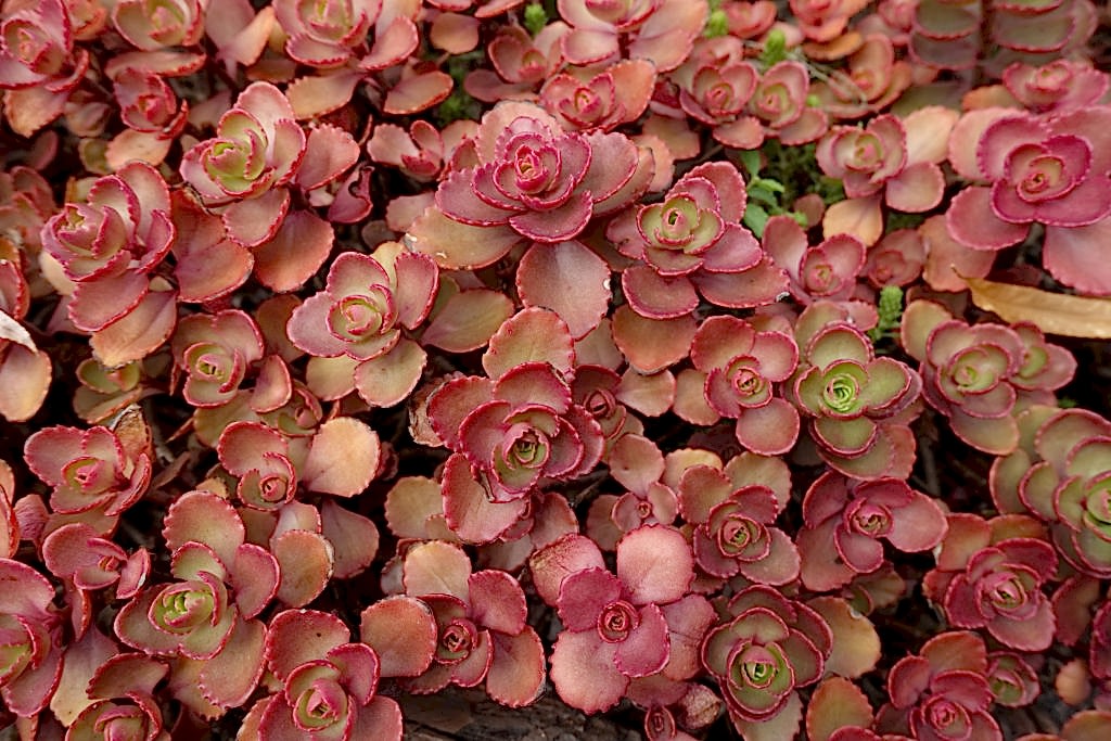 Detail of Two-row Stonecrop