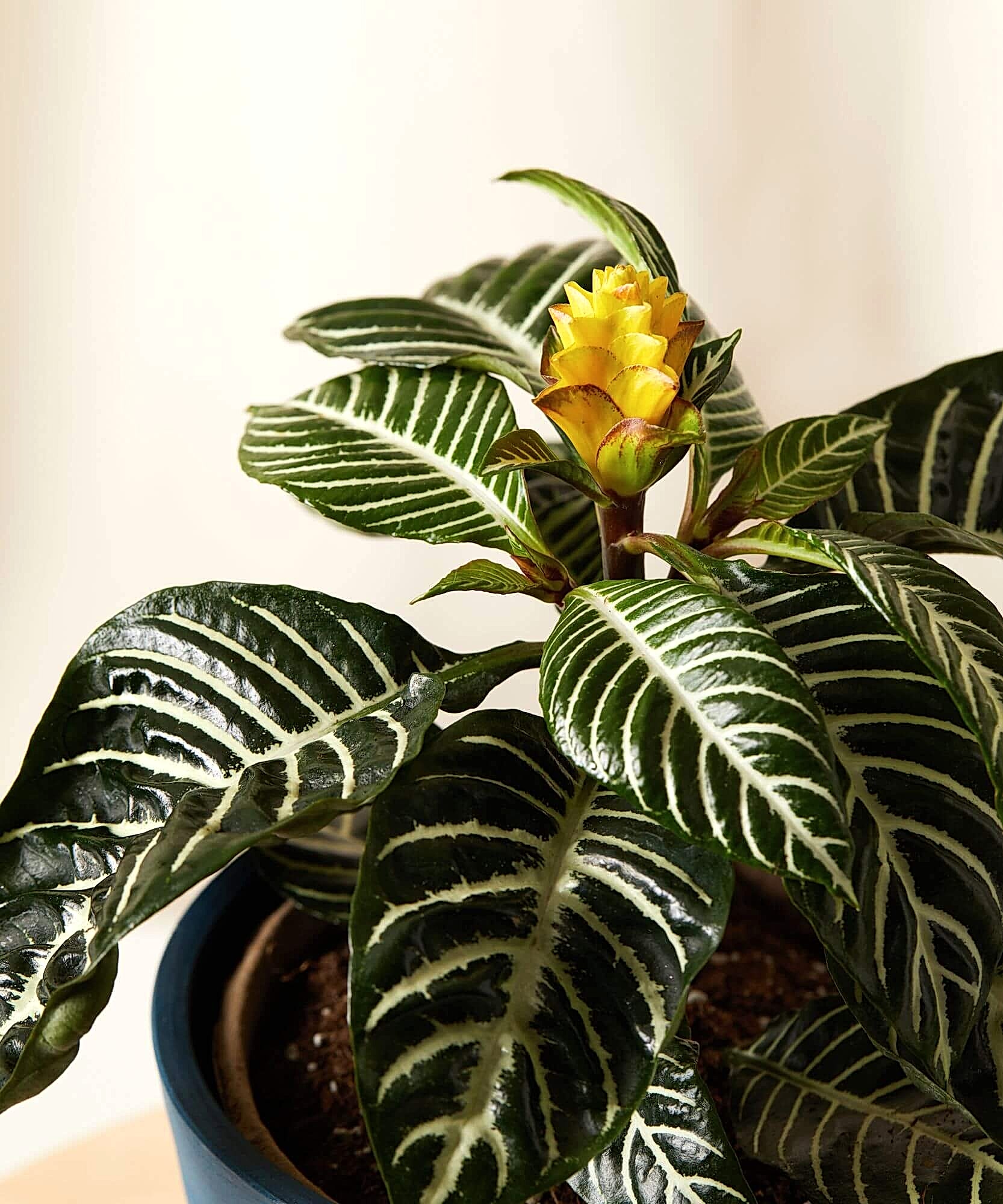 Zebra Plant