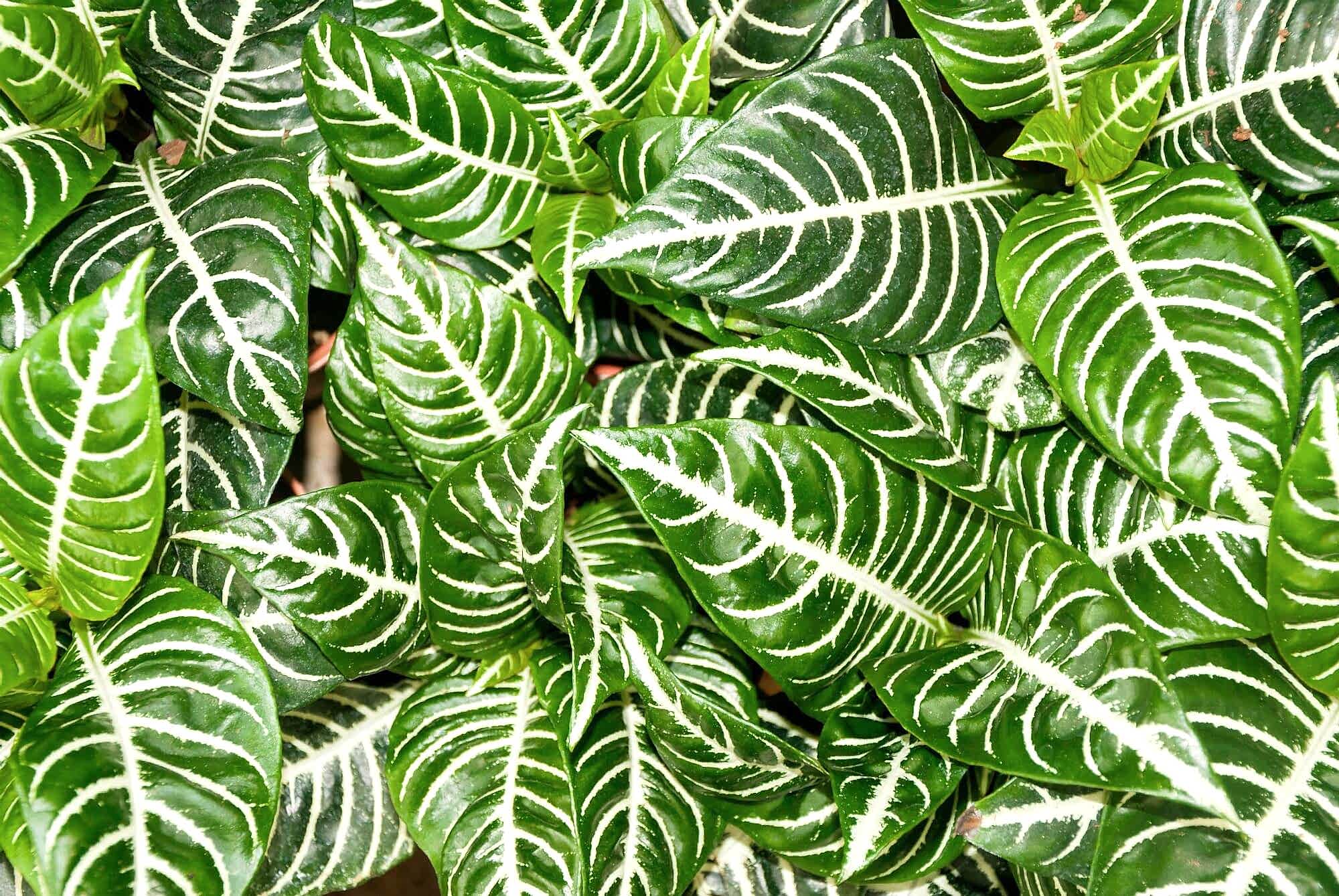 plant image