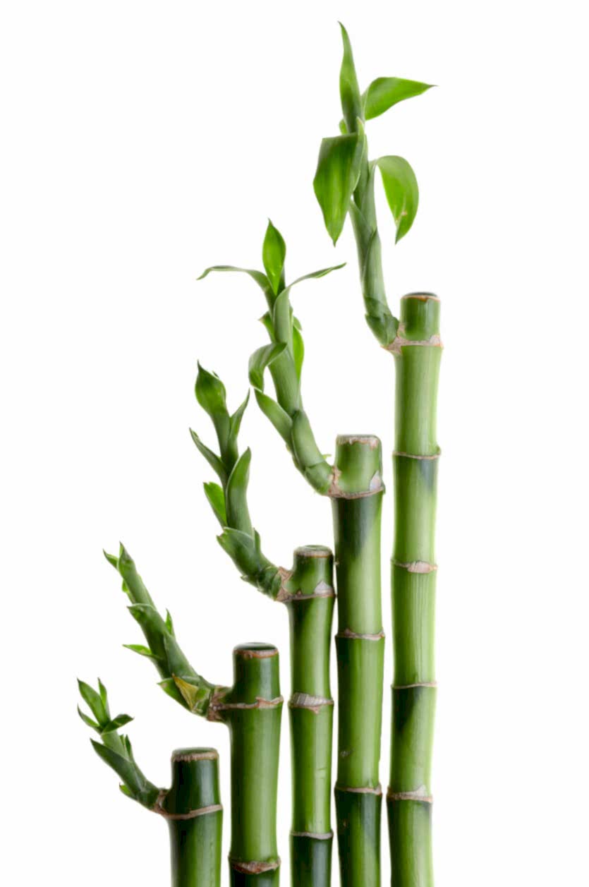 Lucky Bamboo