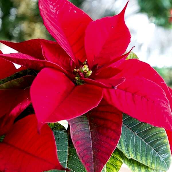 Poinsettia