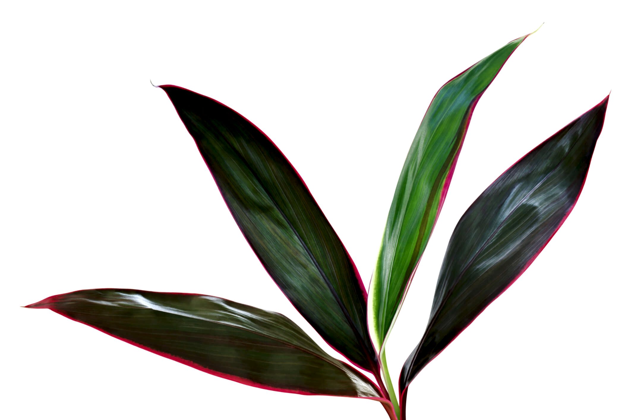plant image