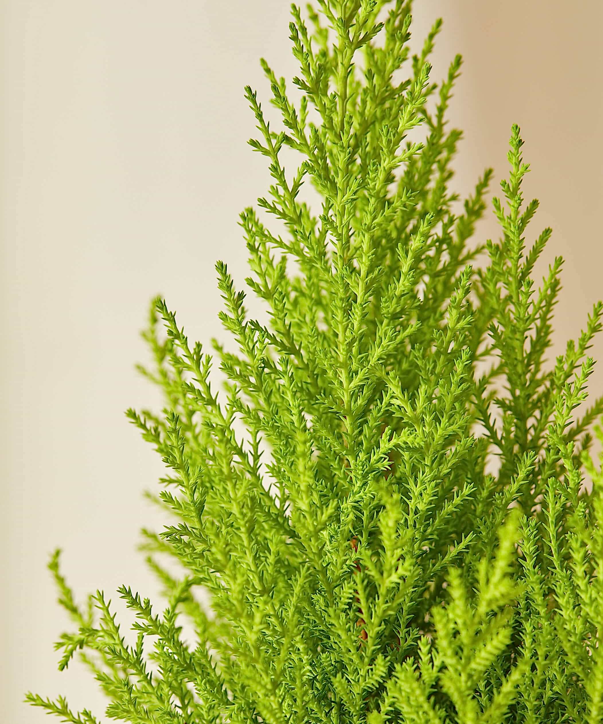 Conifer Care
