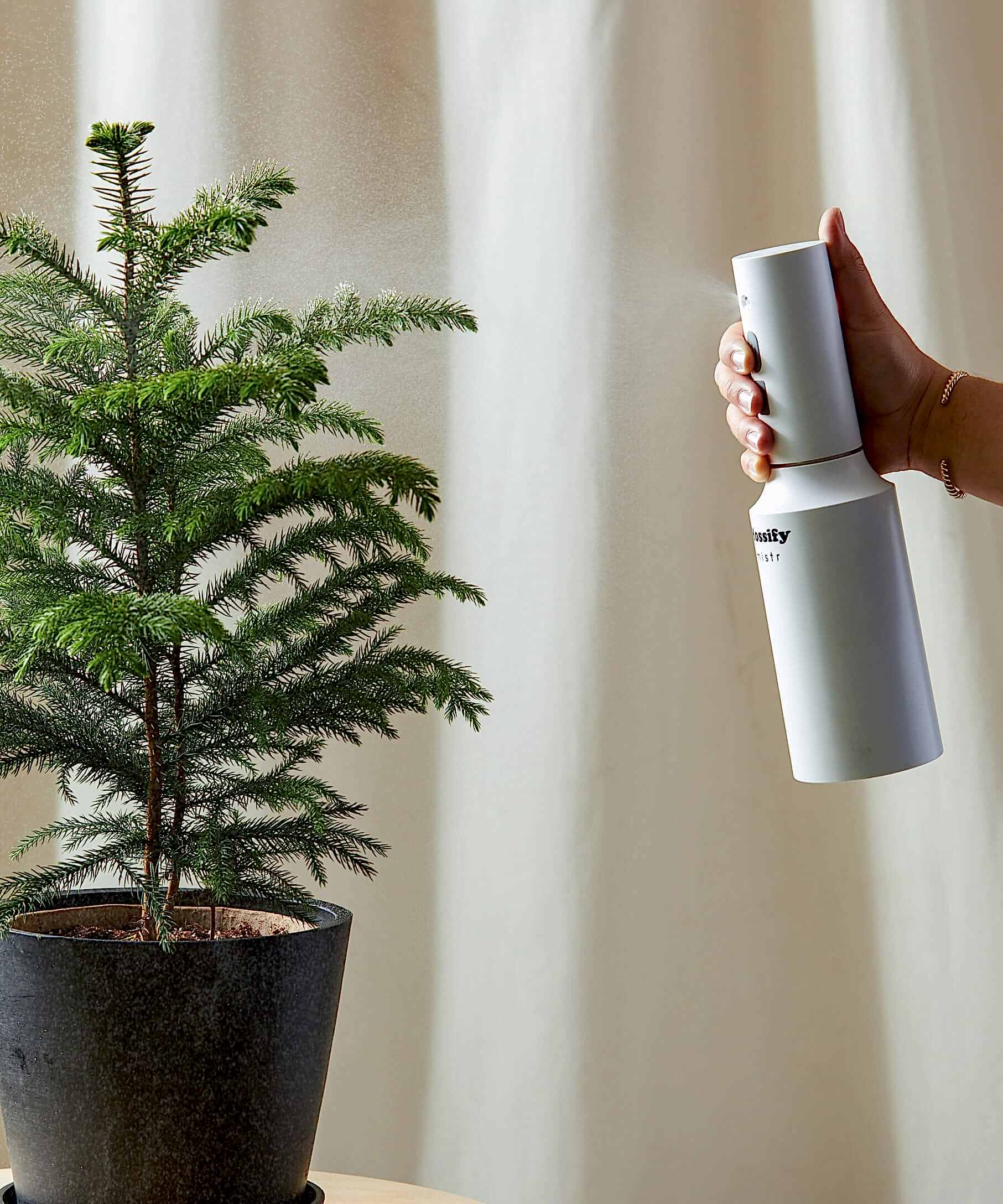 Mister being used on norfolk pine