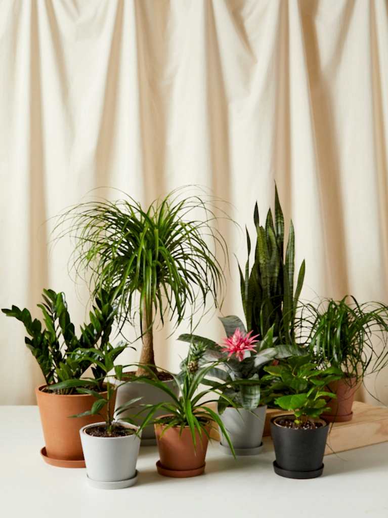 Bloomscape plant gifts between $75 and $150 assortment
