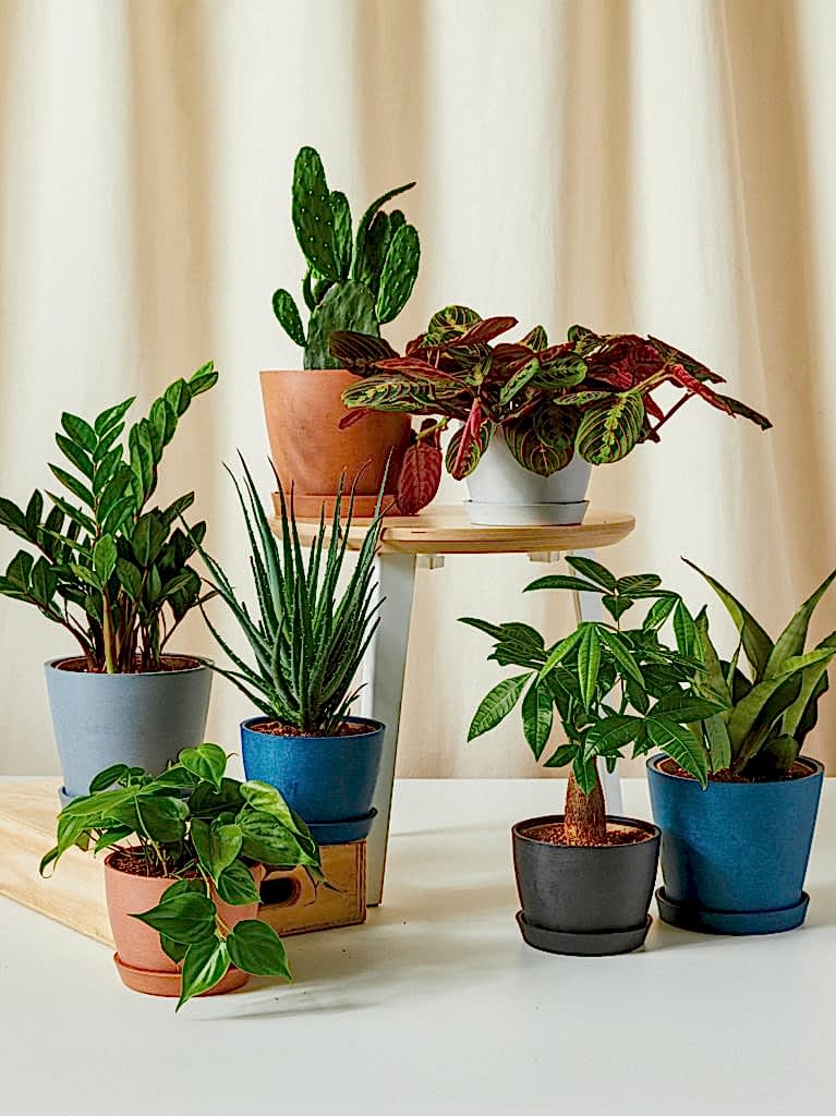 Bloomscape plant gifts under $75 assortment