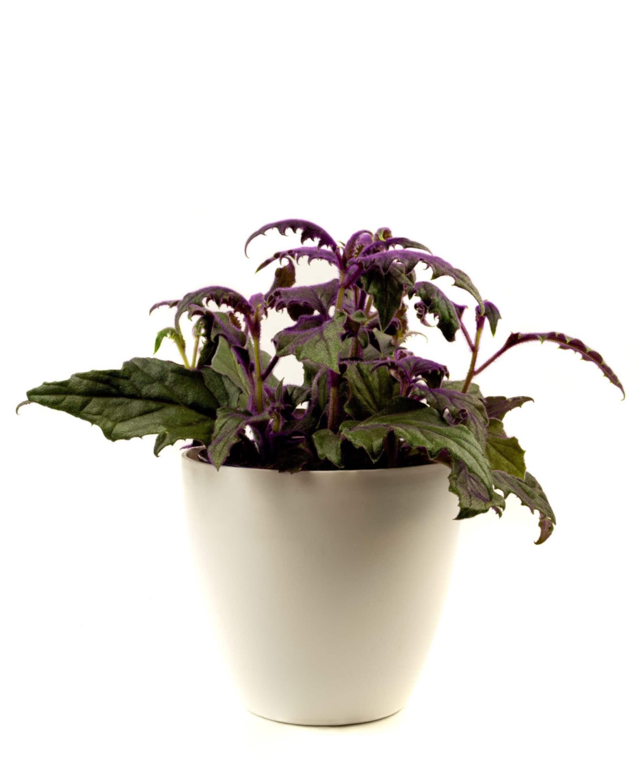 plant image