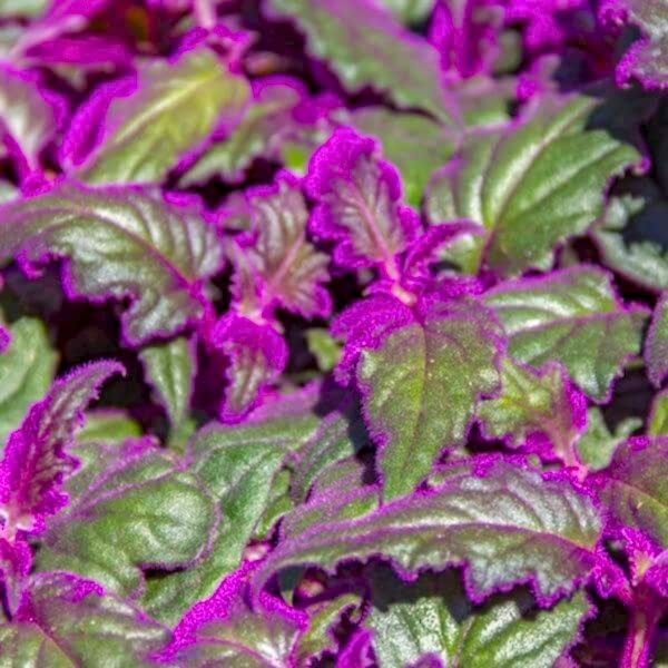 Purple Passion Plant Care