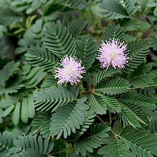 Sensitive Plant Care
