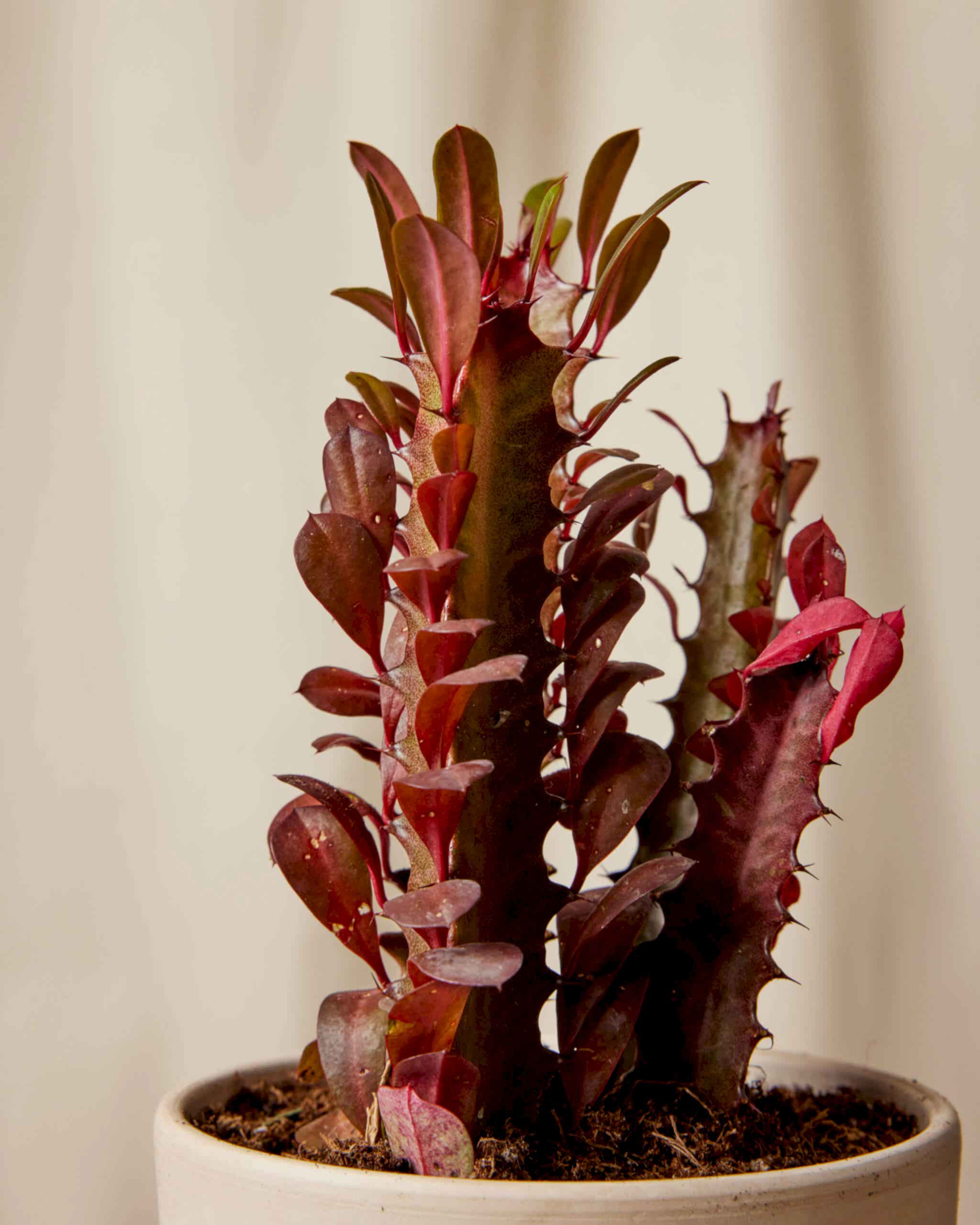 Euphorbia