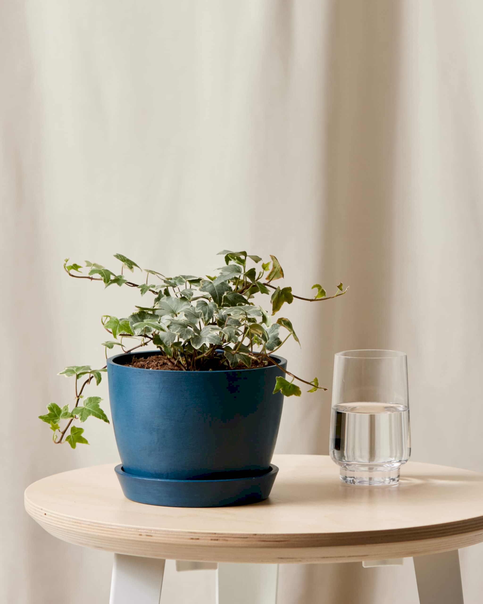 Ivy Care