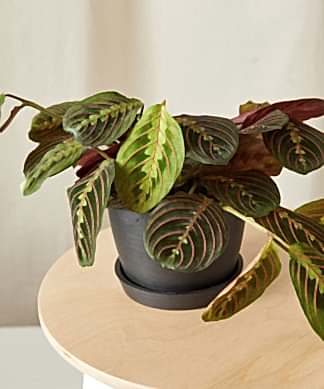 red prayer plant in charcoal pot