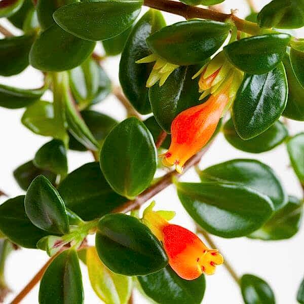 Columnea Care