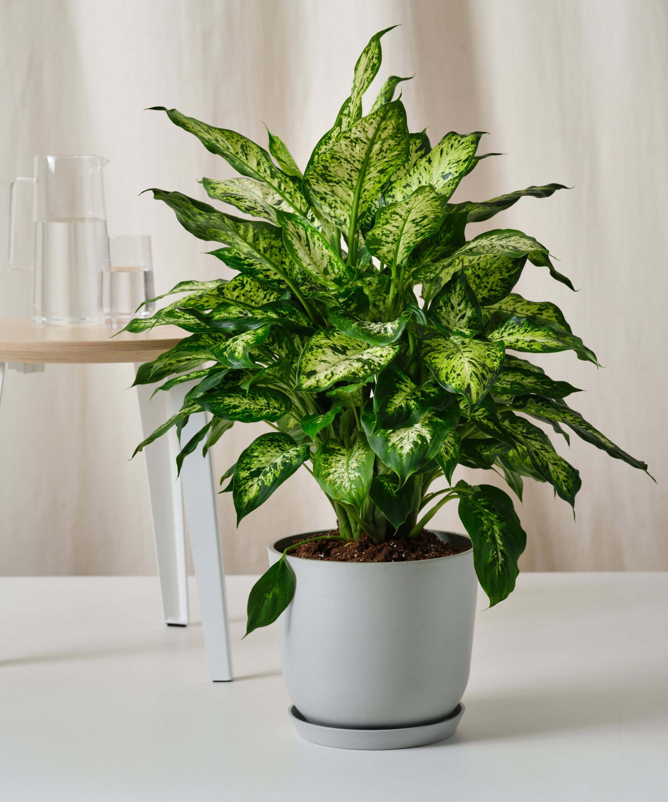 plant image
