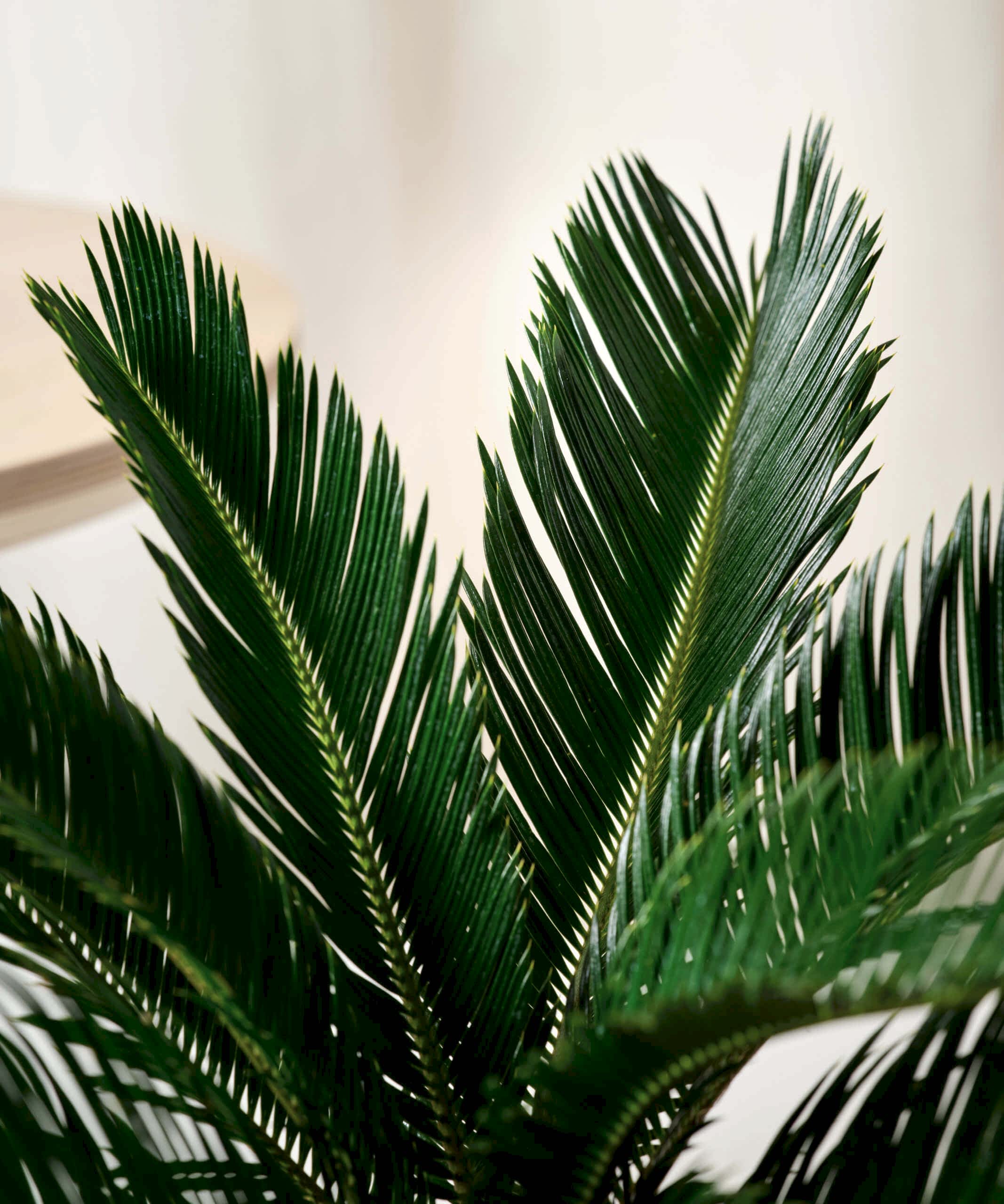 plant image