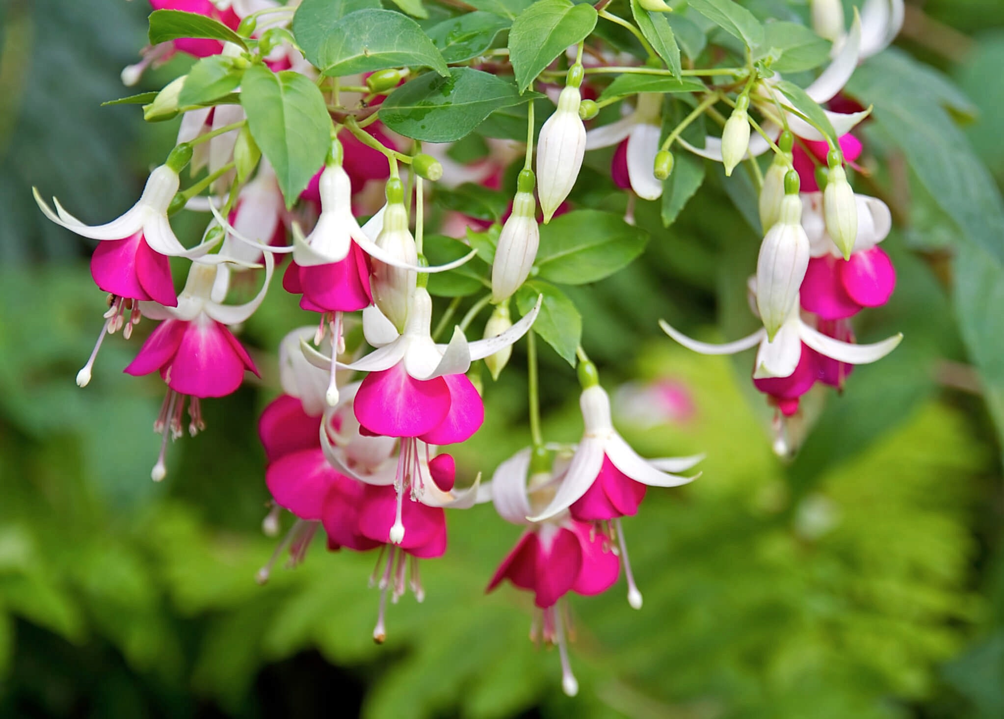 plant image