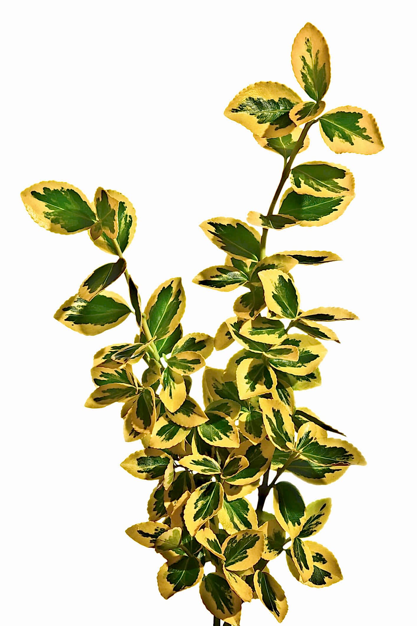 plant image