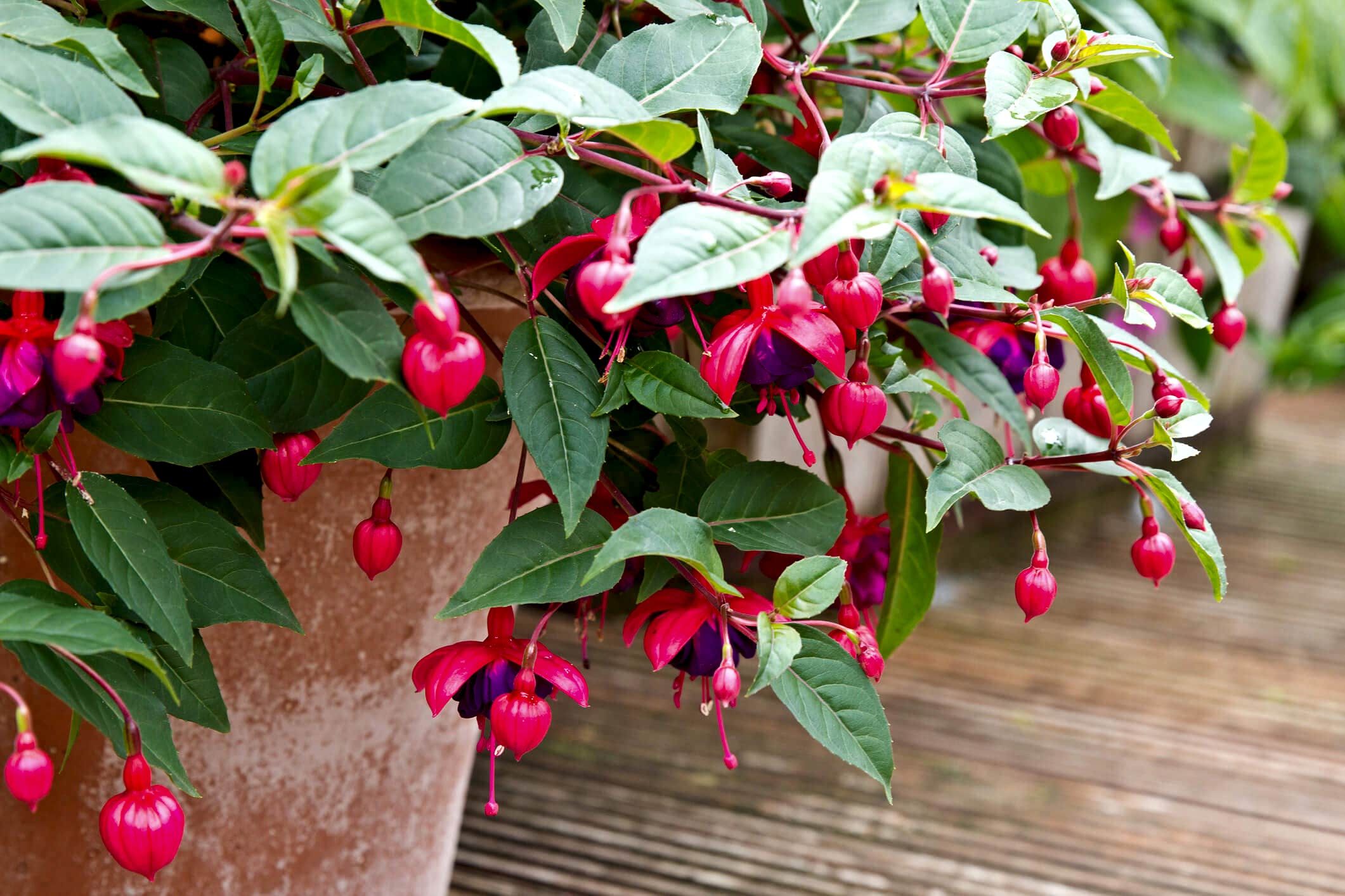 Fuchsia Care
