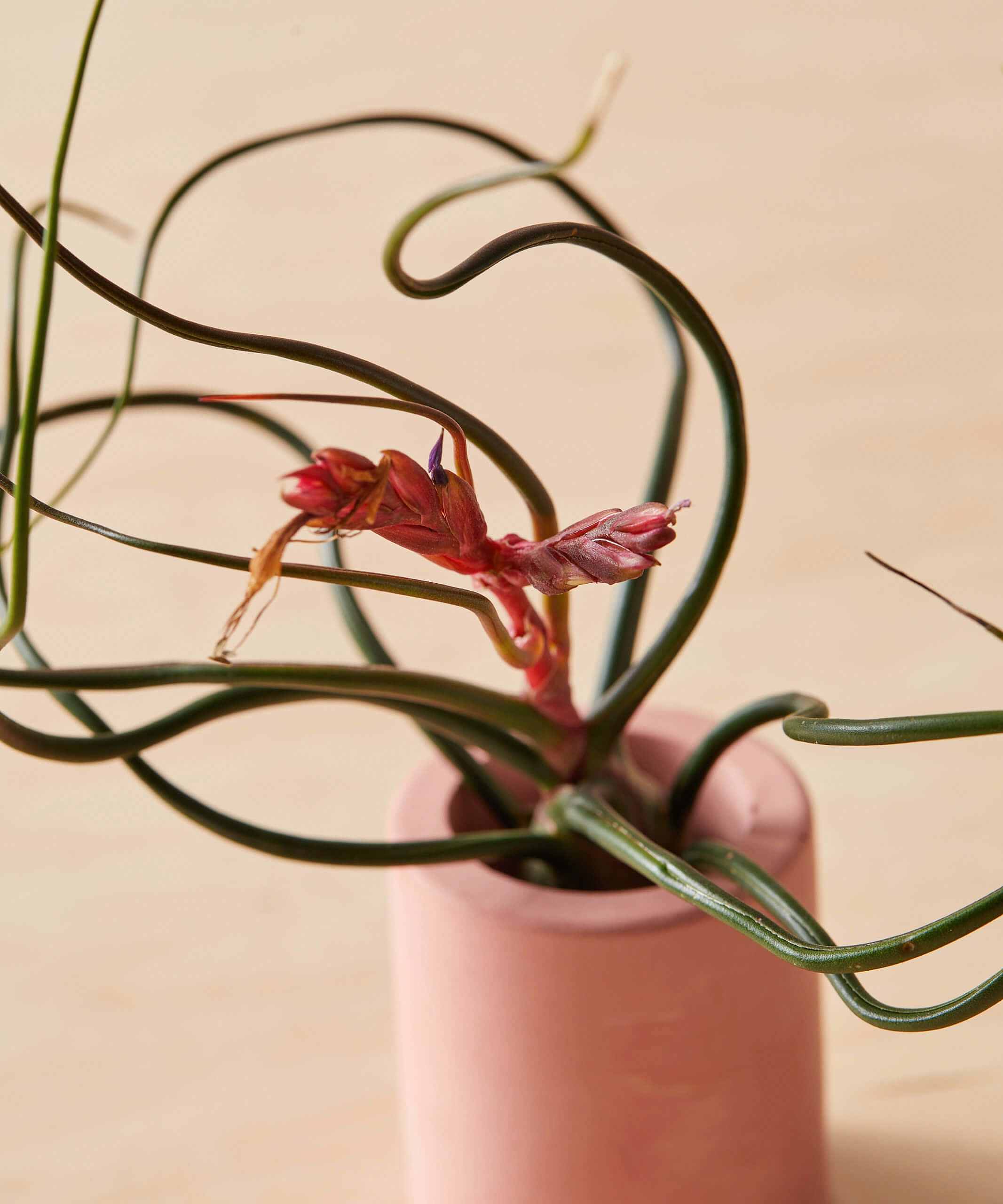 plant image