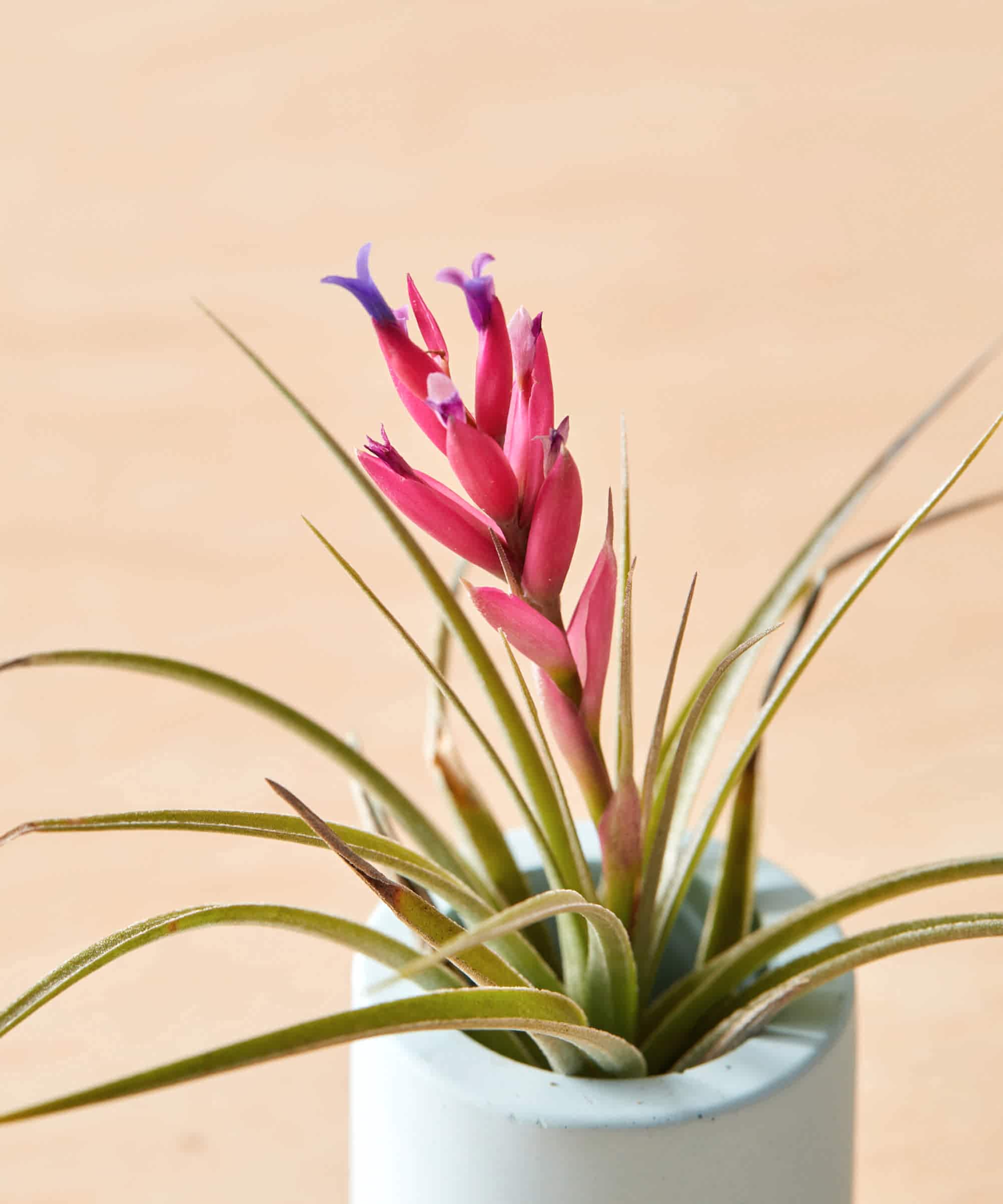 Image of species