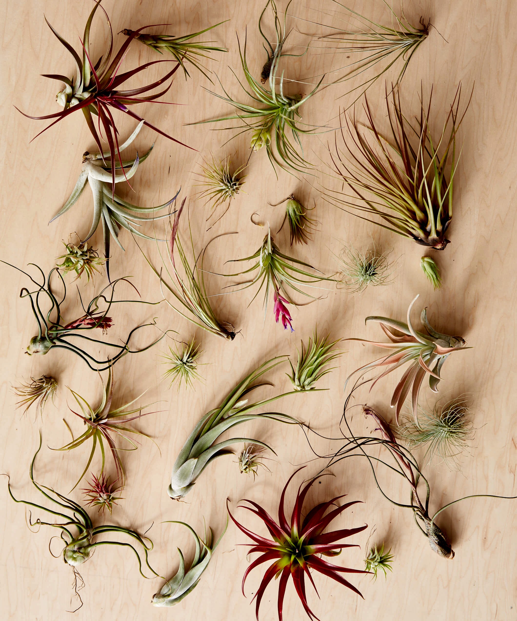 Air Plant Care