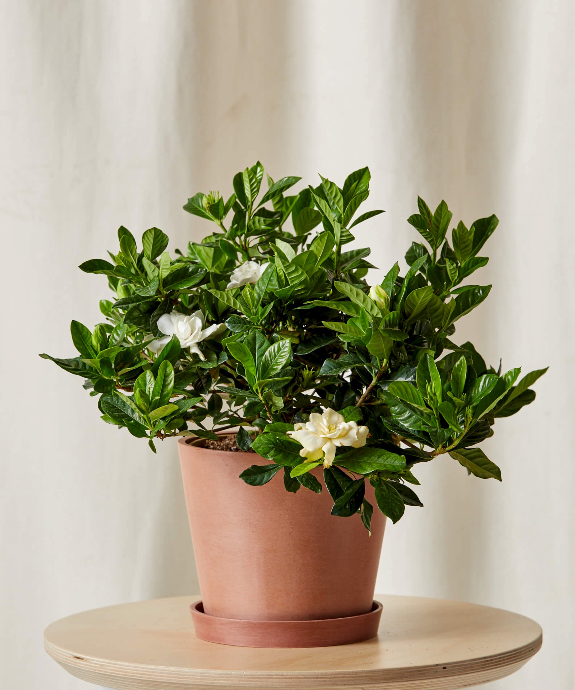 Gardenia Care