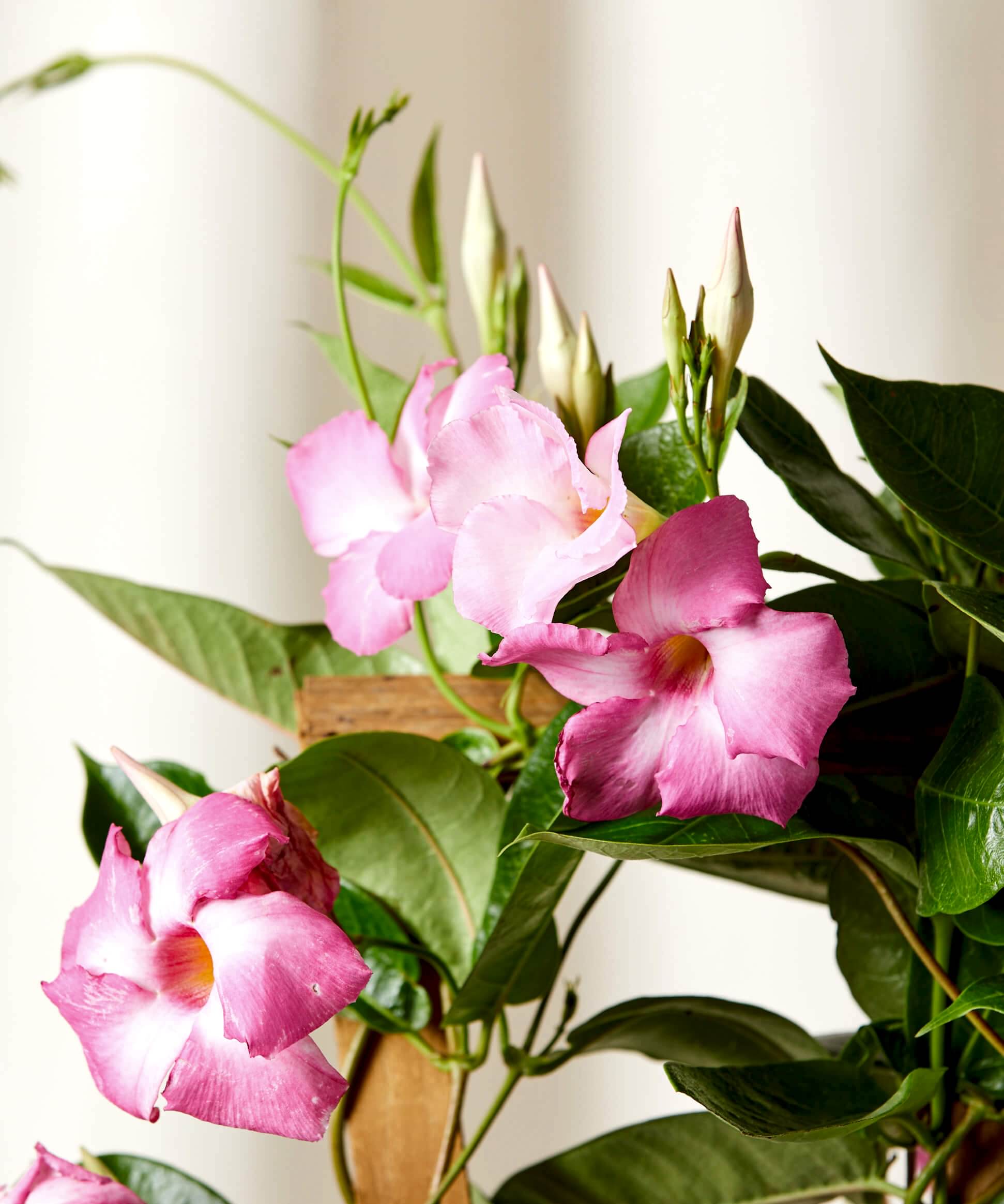 plant image