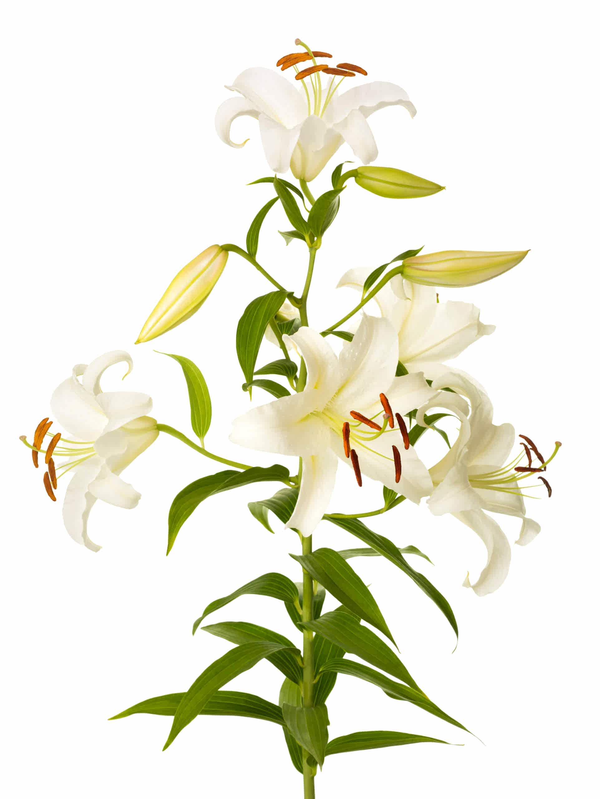 Easter Lily