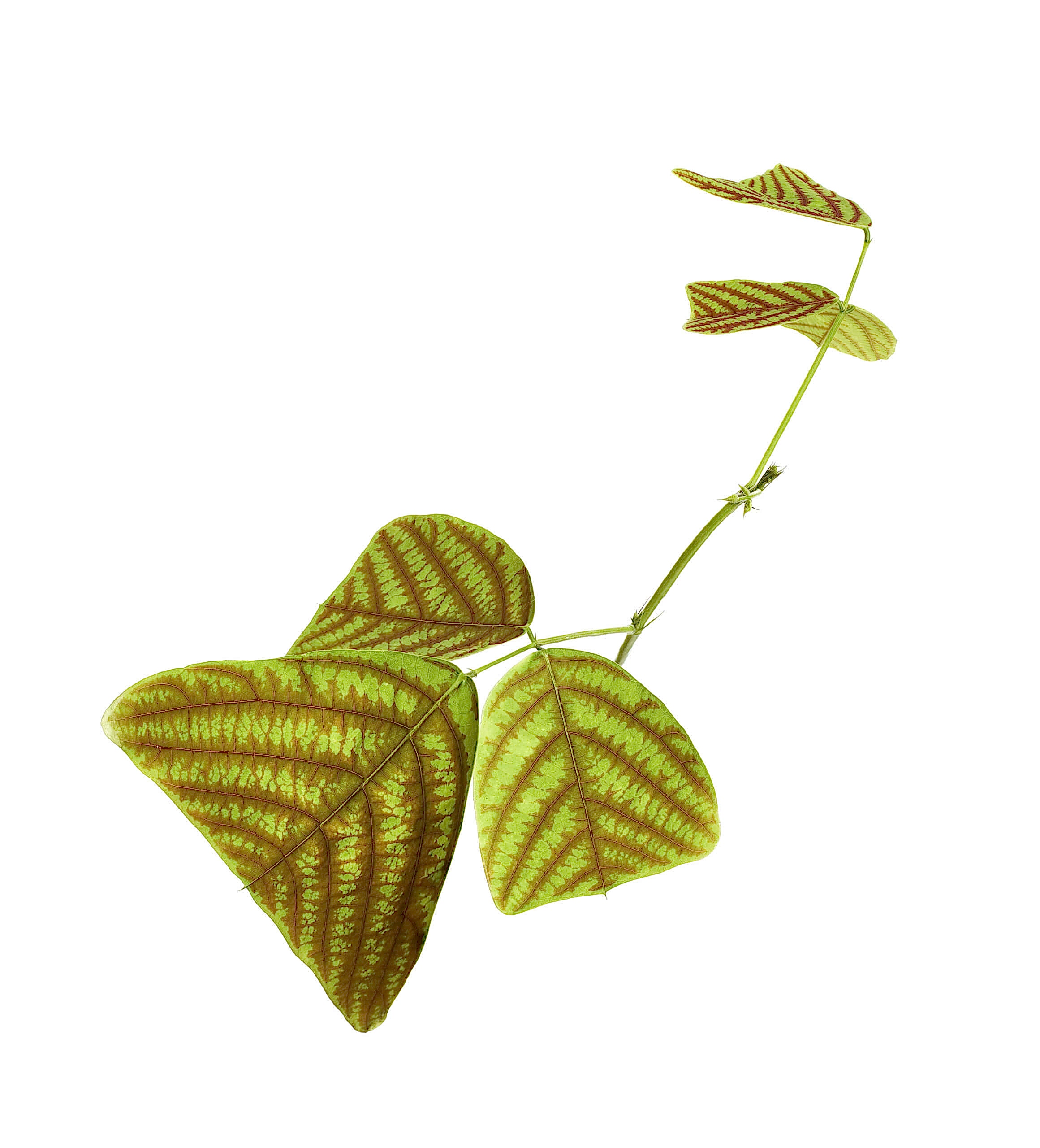 plant image
