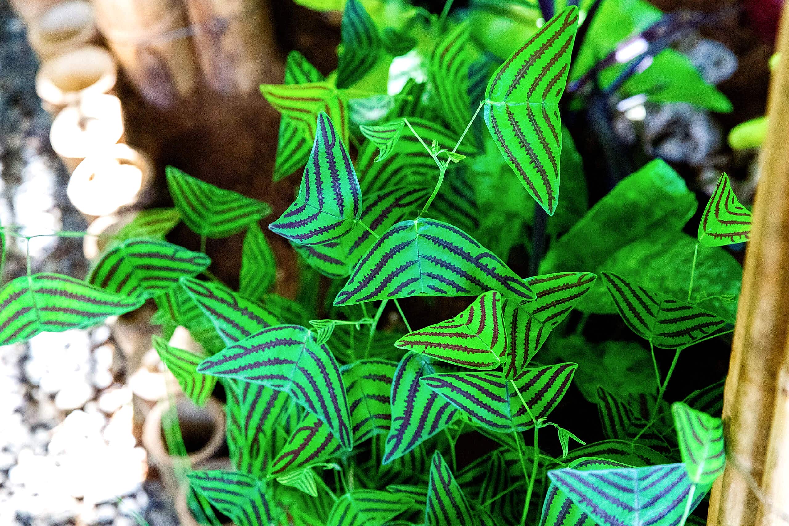 Butterfly Plant