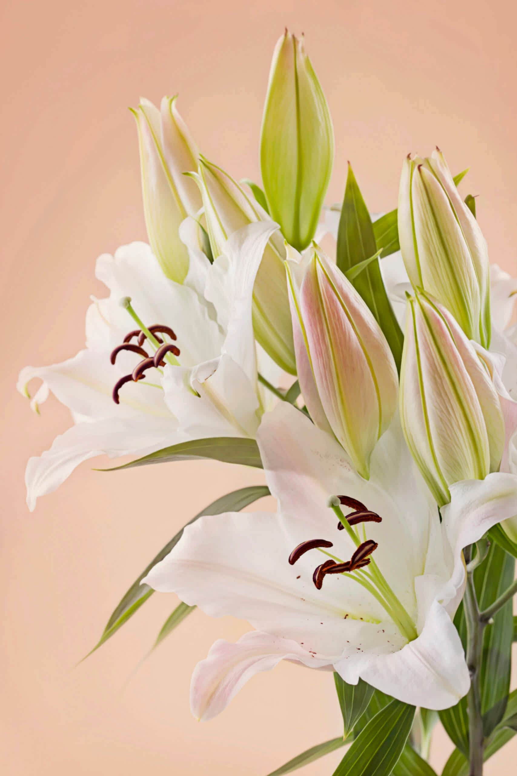 plant image