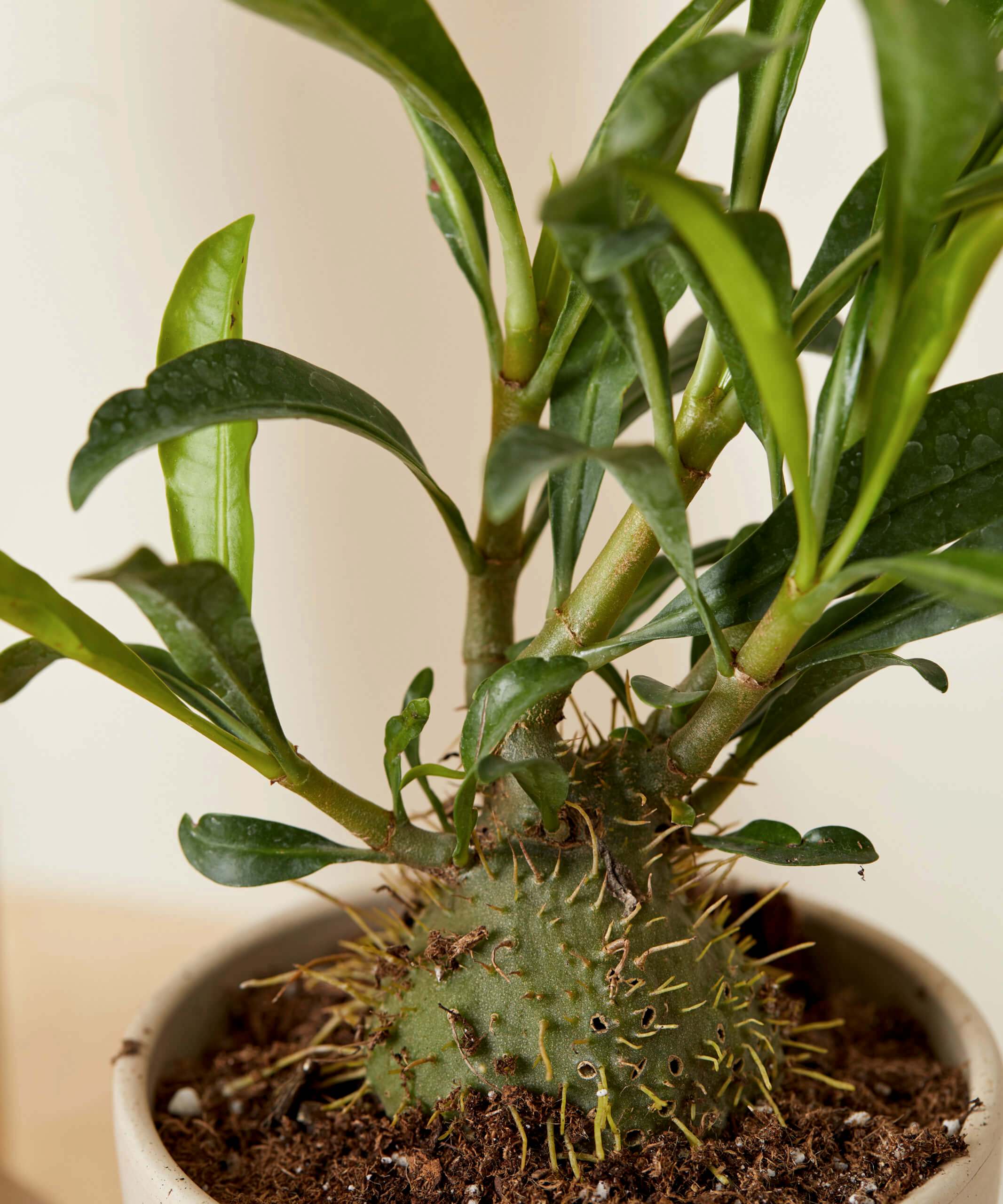 Ant Plant